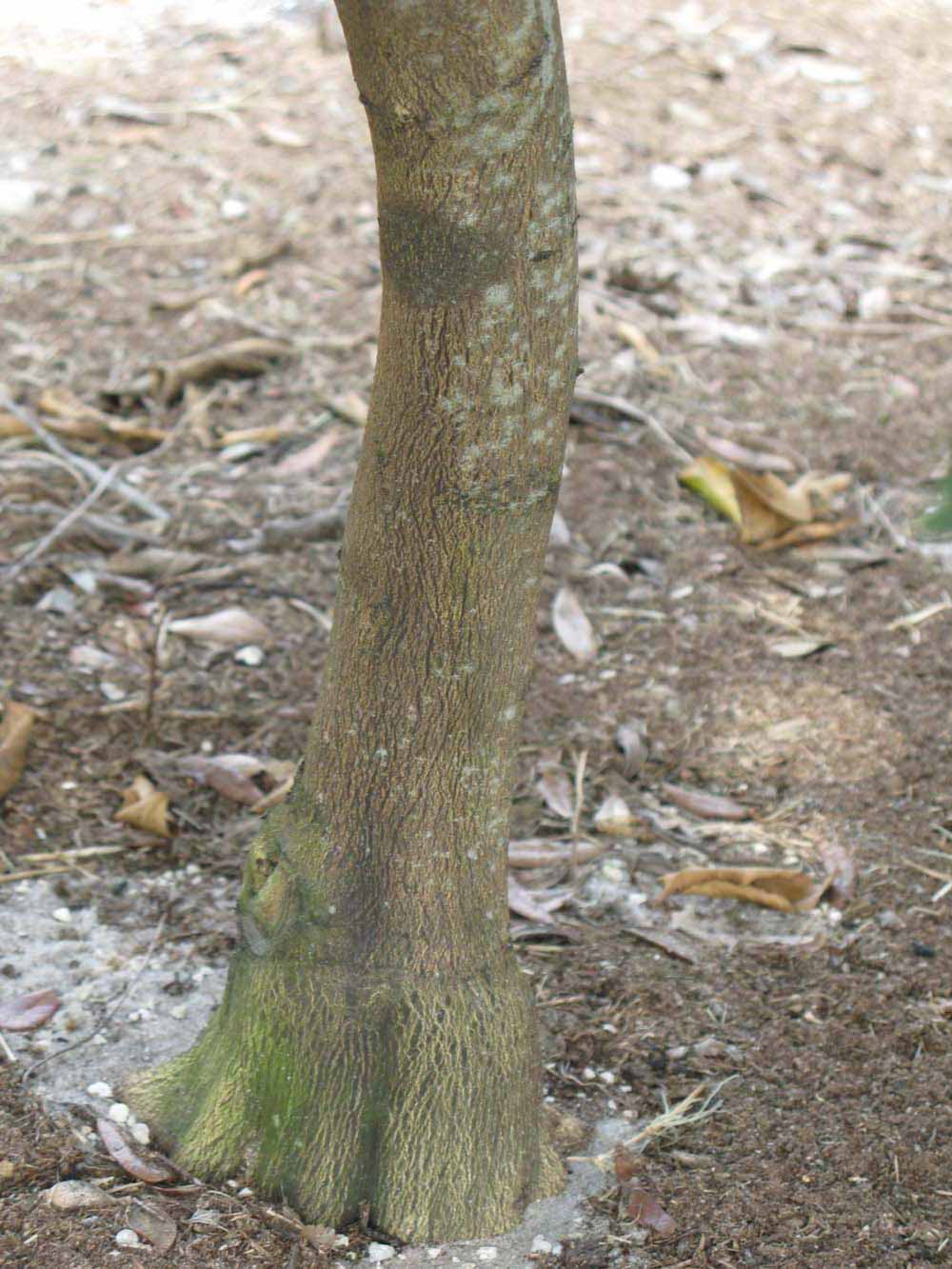              Bark (Winter Haven, FL)       
